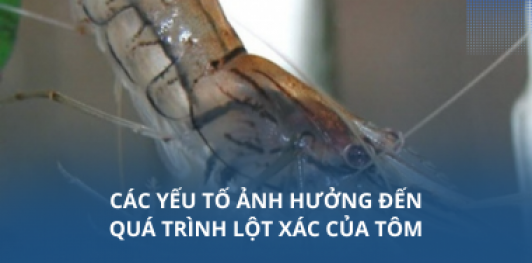 Các yếu tố ảnh hưởng đến quá trình lột xác của tôm